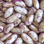 Light Speckled Kidney Bean