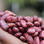 eth-origin-red-speckeld-kidney-beans-rskb-13-scaled